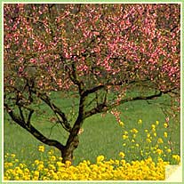 Agriturismo Bed & Breakfast Tuscia - Viterbo e Allevamento di Pastori Tedeschi - Tel. 338.816.02.64