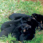 Clicca per lo ZOOM