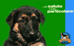 Scarica E Invia Le Nostre Cartoline
