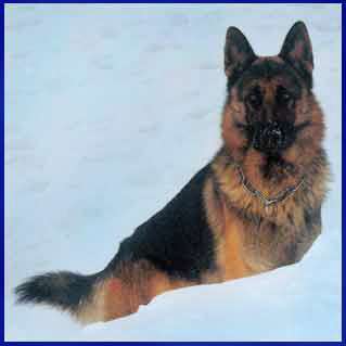 Lupo del  Nostro Allevamento