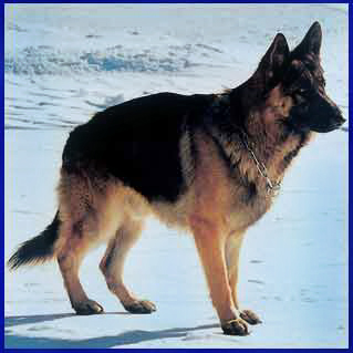 Lupo del  Nostro Allevamento