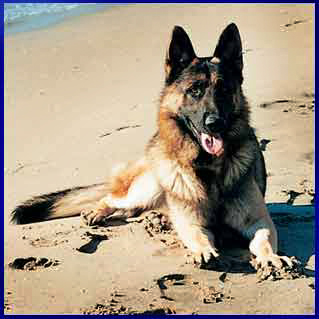 Pastore tedesco Allevamento Tana dei Lupi -Italia - Lazio - Viterbo