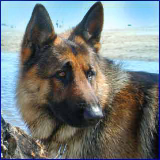 Lupo del  Nostro Allevamento