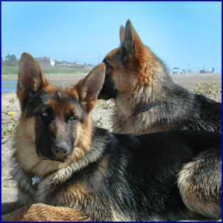 Lupo del  Nostro Allevamento