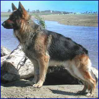 Pastore Tedesco del nostro Allevamento