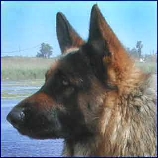 Pastore tedesco del  nostro Allevamento - Lazio - Italy