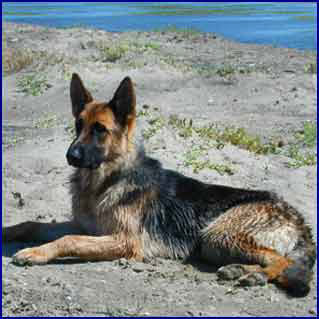 Lupo del  Nostro Allevamento