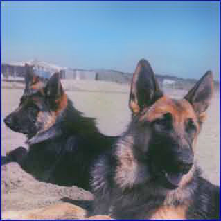 Lupo del  Nostro Allevamento