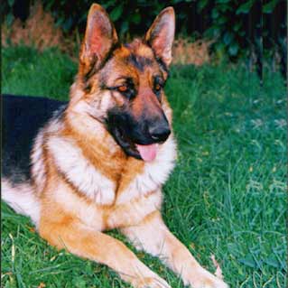 Lupo del  Nostro Allevamento