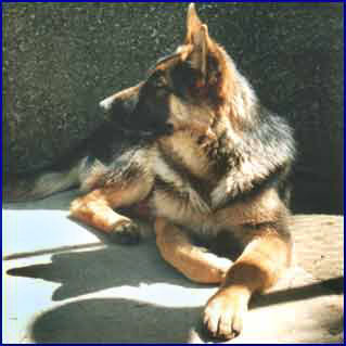 Lupo del  Nostro Allevamento