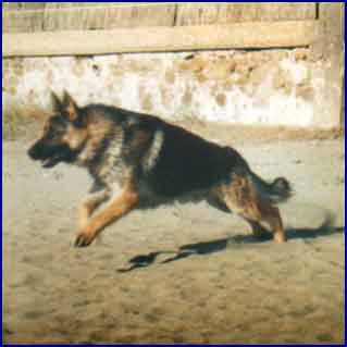 Pastore tedesco Allevamento Tana dei Lupi Italia